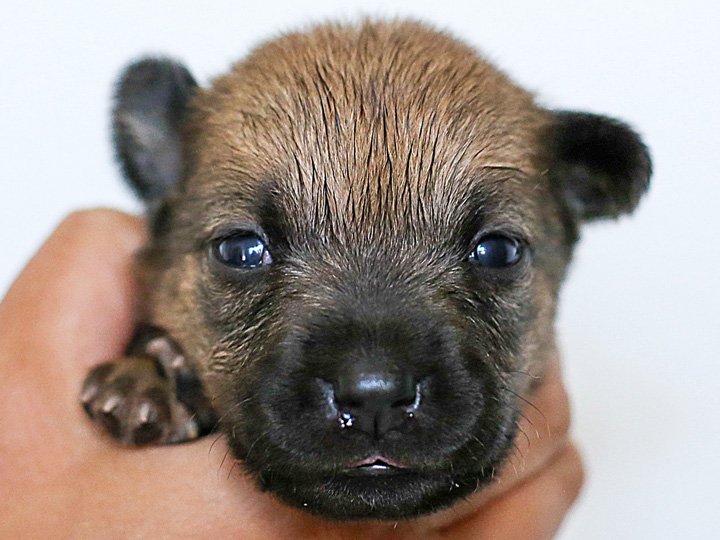 chinook puppy